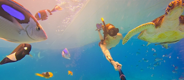 Snorkling i röda havet